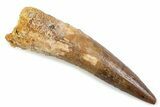 Fossil Spinosaurus Tooth - Real Fossil Tooth #373952-1